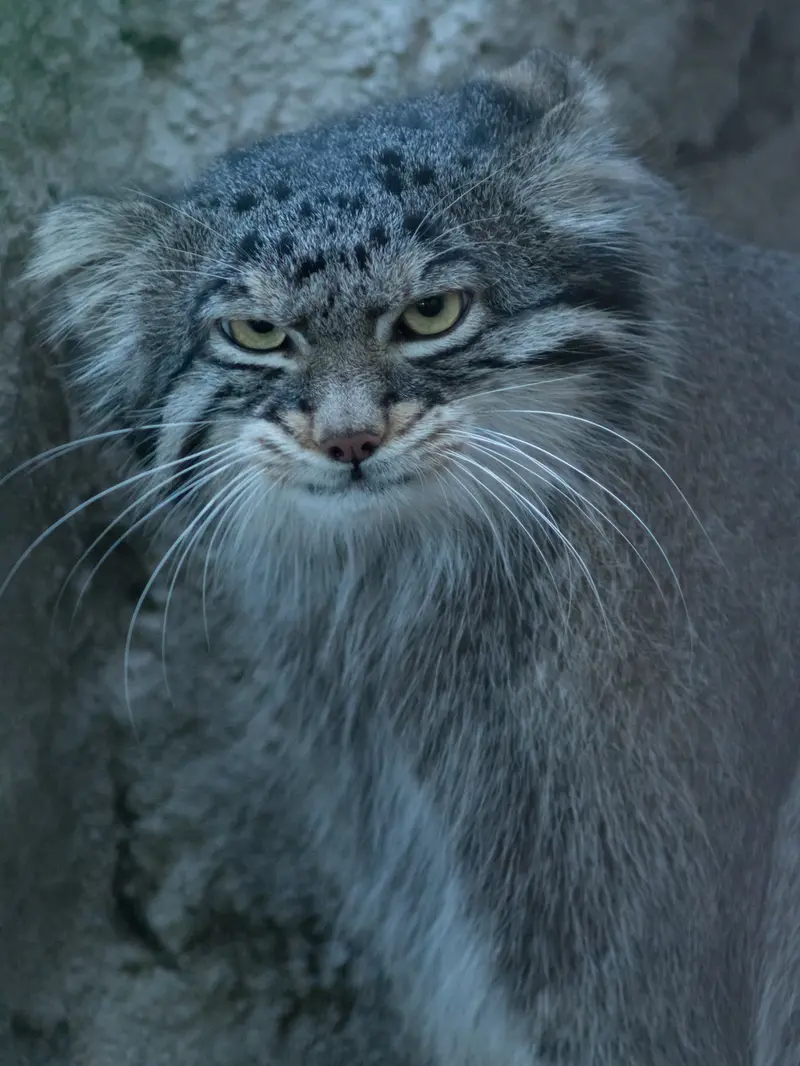 野毛山動物園のフィーガの写真