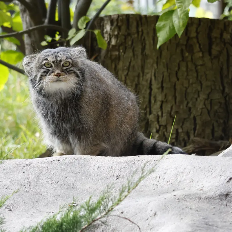 モスクワ動物園のティモフェイの写真