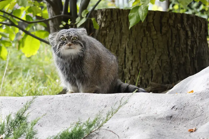 モスクワ動物園のティモフェイの写真
