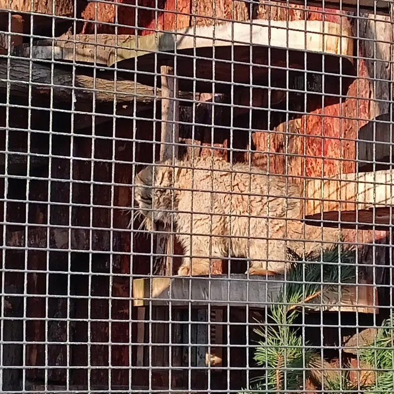 レニングラード動物園のスヴェンの写真