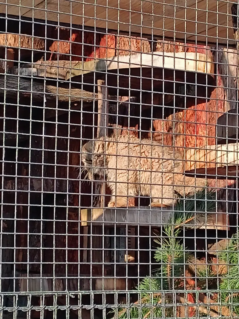 レニングラード動物園のスヴェンの写真