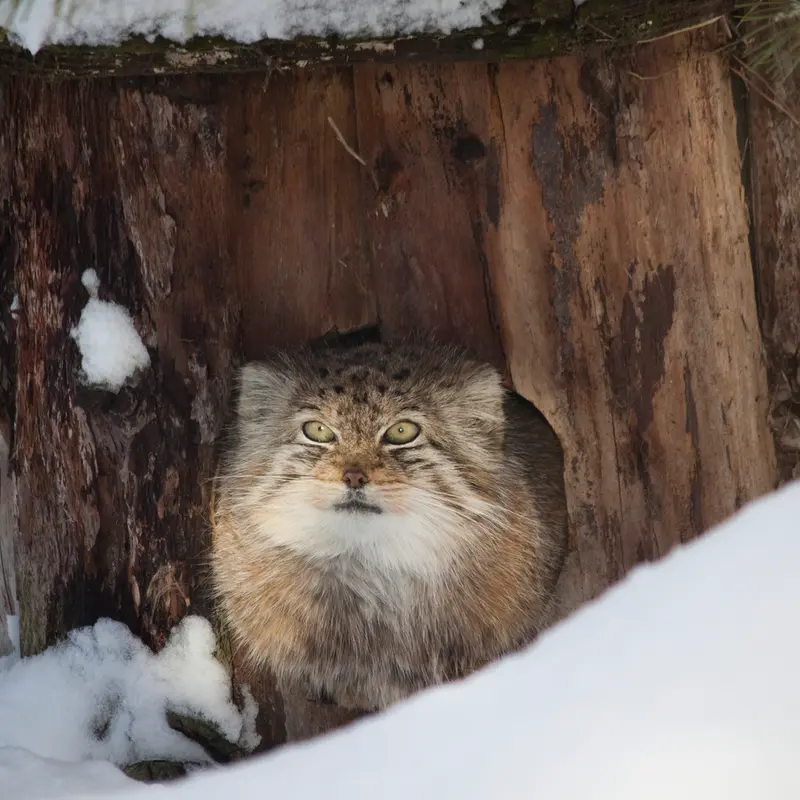 コルケアサーリ動物園のソリティアの写真