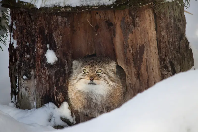 コルケアサーリ動物園のソリティアの写真