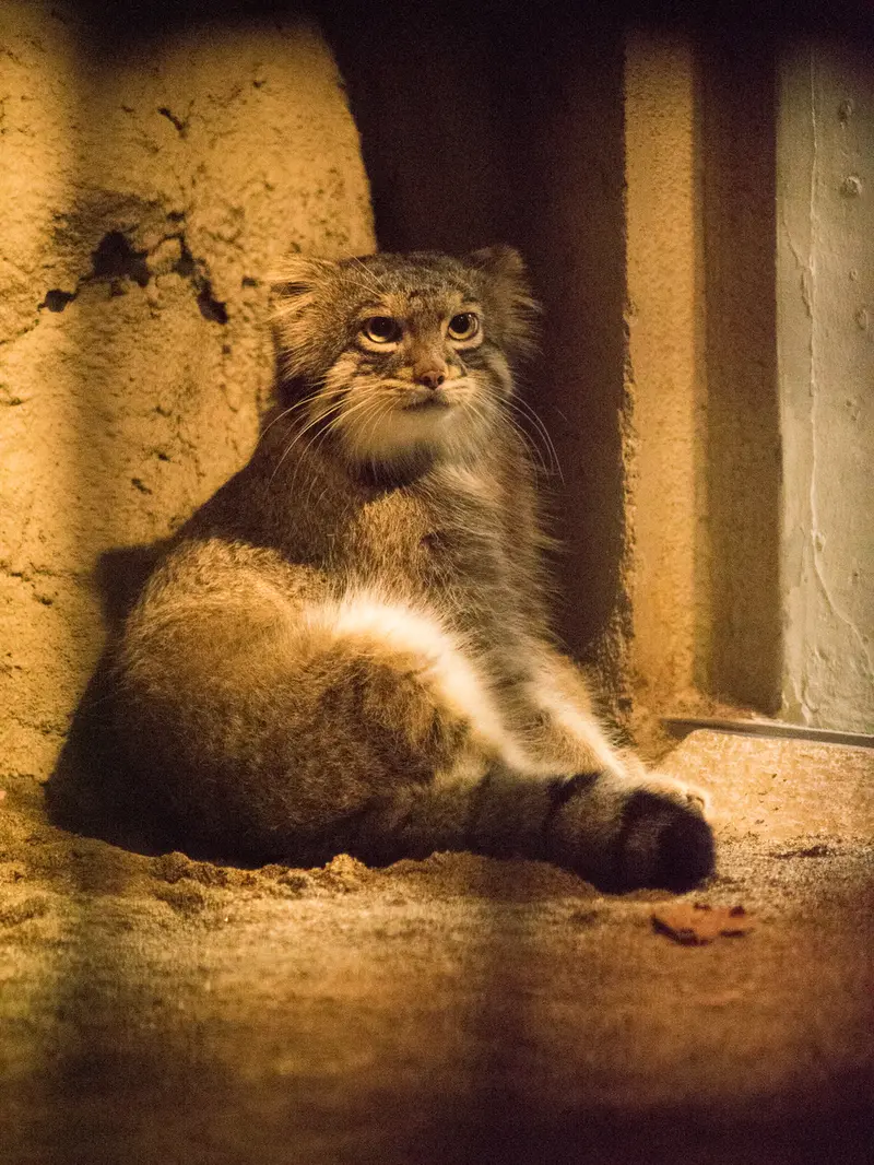 野毛山動物園のフィーガの写真