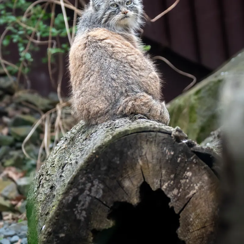 オストラヴァ動物園のモイラの写真