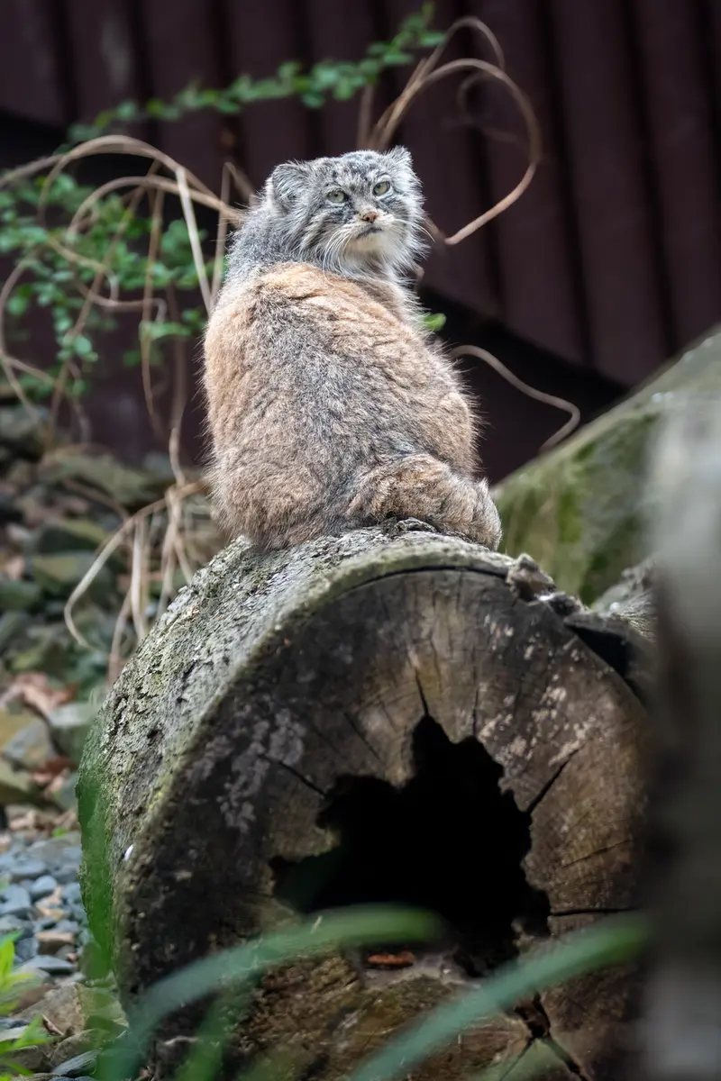オストラヴァ動物園のモイラの写真