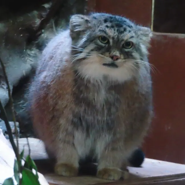 恩賜上野動物園のプリームラの写真