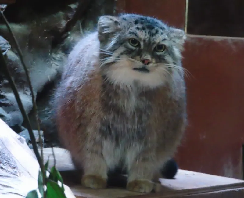 恩賜上野動物園のプリームラの写真