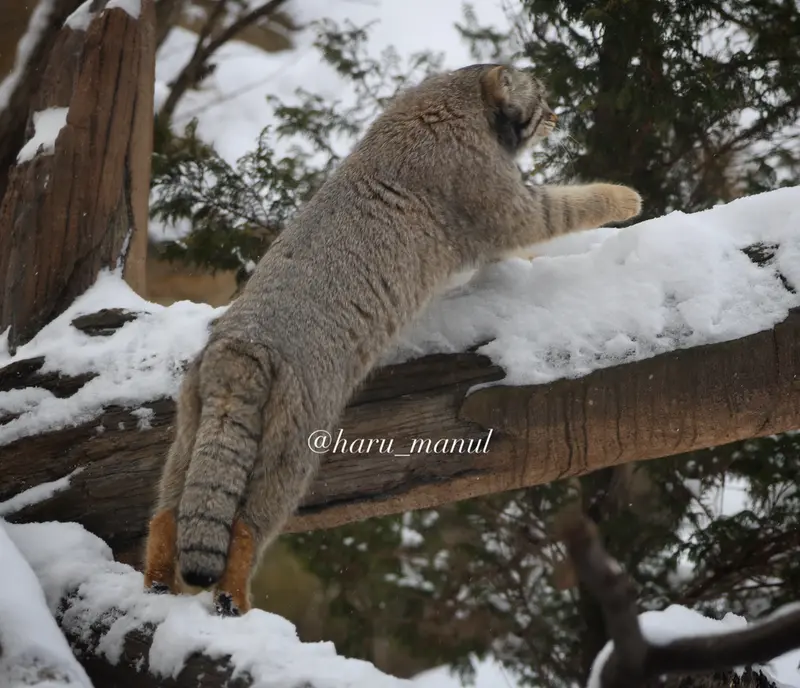 那須どうぶつ王国のナゴムの写真