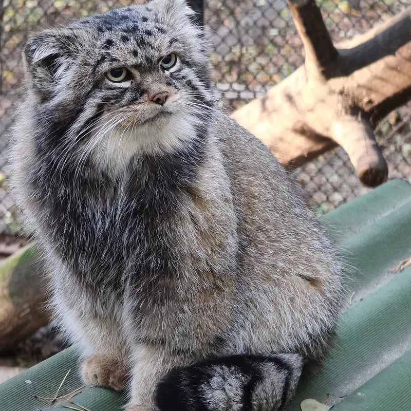 ノヴォシビルスク動物園のジョージの写真