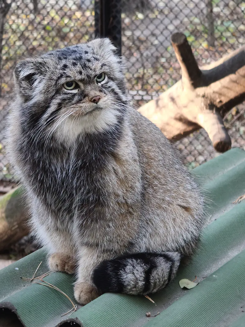 ノヴォシビルスク動物園のジョージの写真