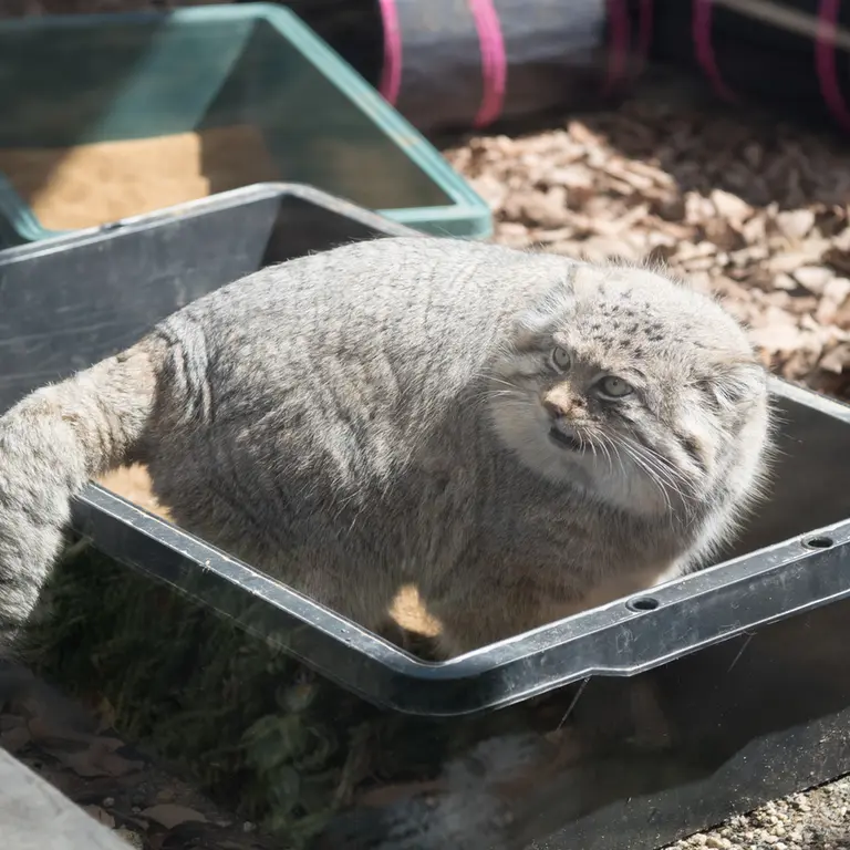 埼玉県こども動物自然公園のロータスの写真
