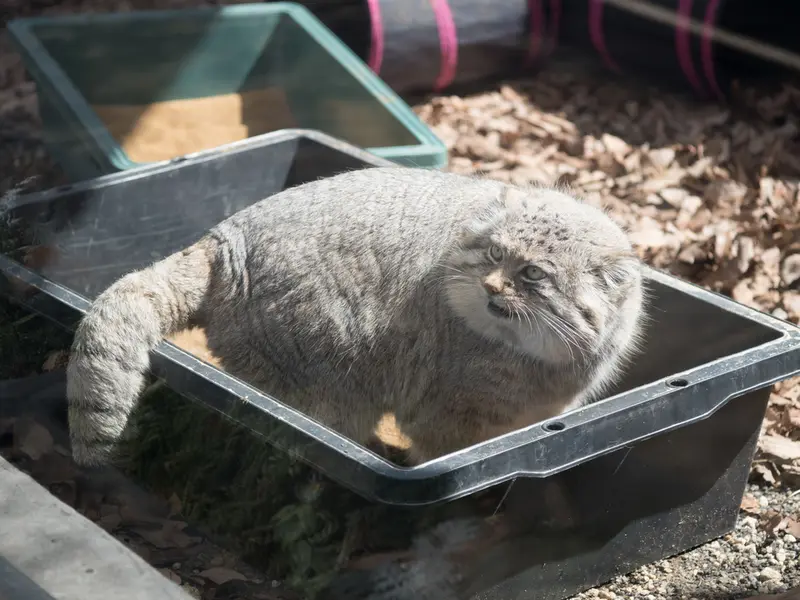 埼玉県こども動物自然公園のロータスの写真