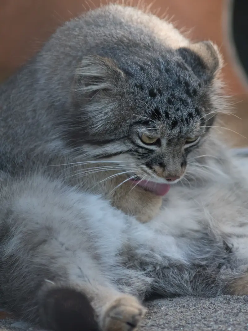 野毛山動物園のフィーガの写真