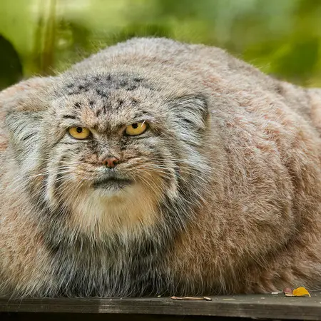 ザールブリュッケン動物園のカルプソの写真