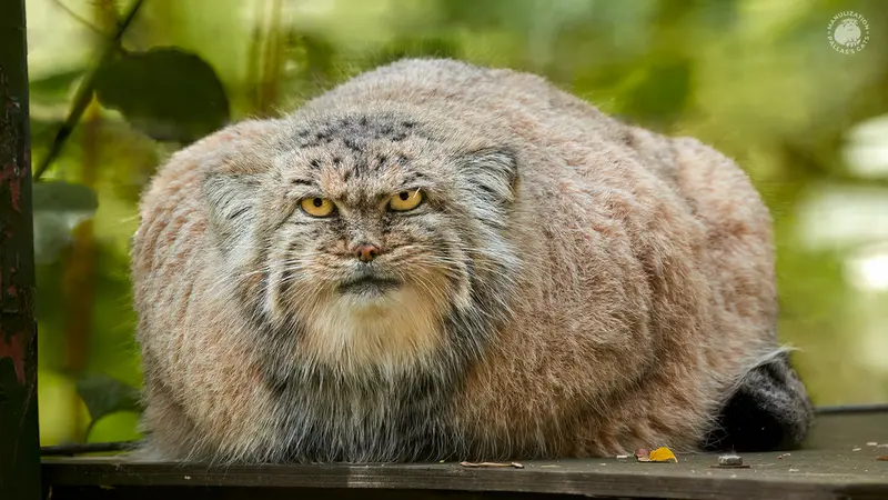 ザールブリュッケン動物園のカルプソの写真