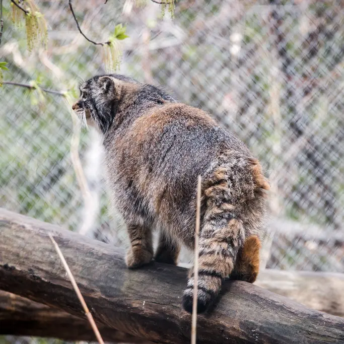 ノヴォシビルスク動物園のゾーシャの写真