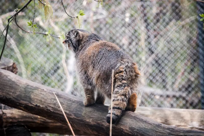 ノヴォシビルスク動物園のゾーシャの写真