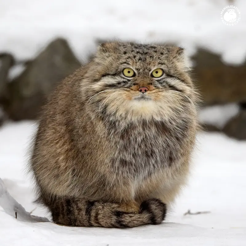 ノヴォシビルスク動物園のルフの写真
