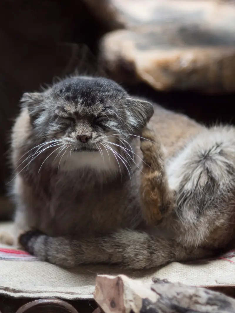 恩賜上野動物園のプリームラの写真