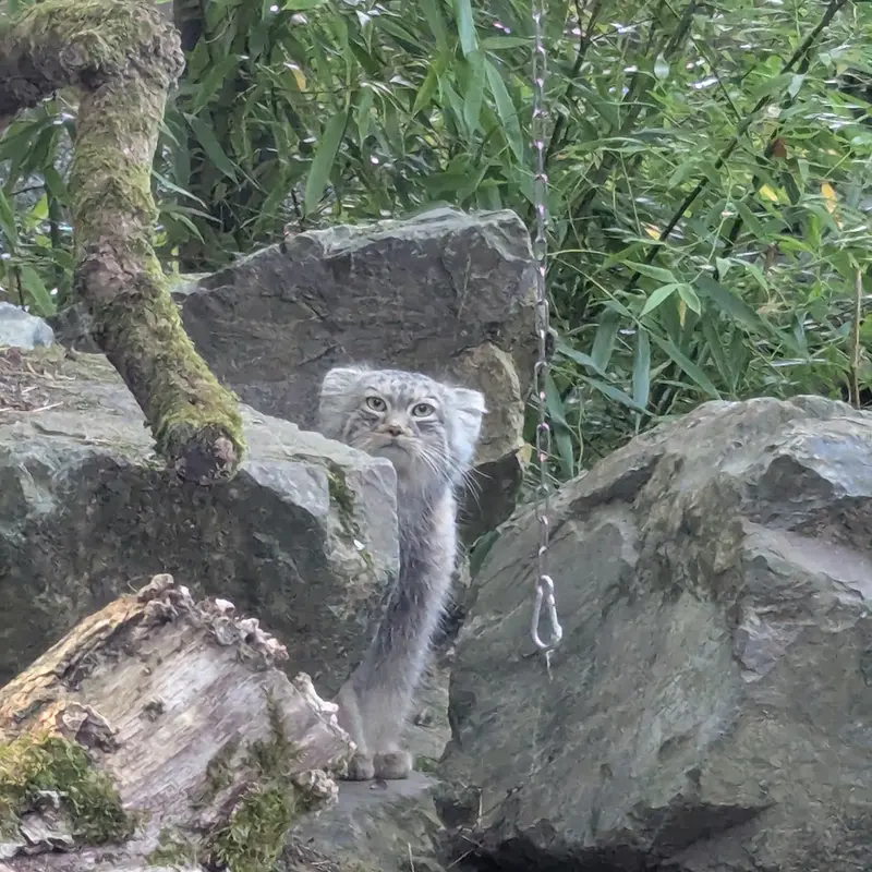 トレゴムール動物園のアルタイの写真