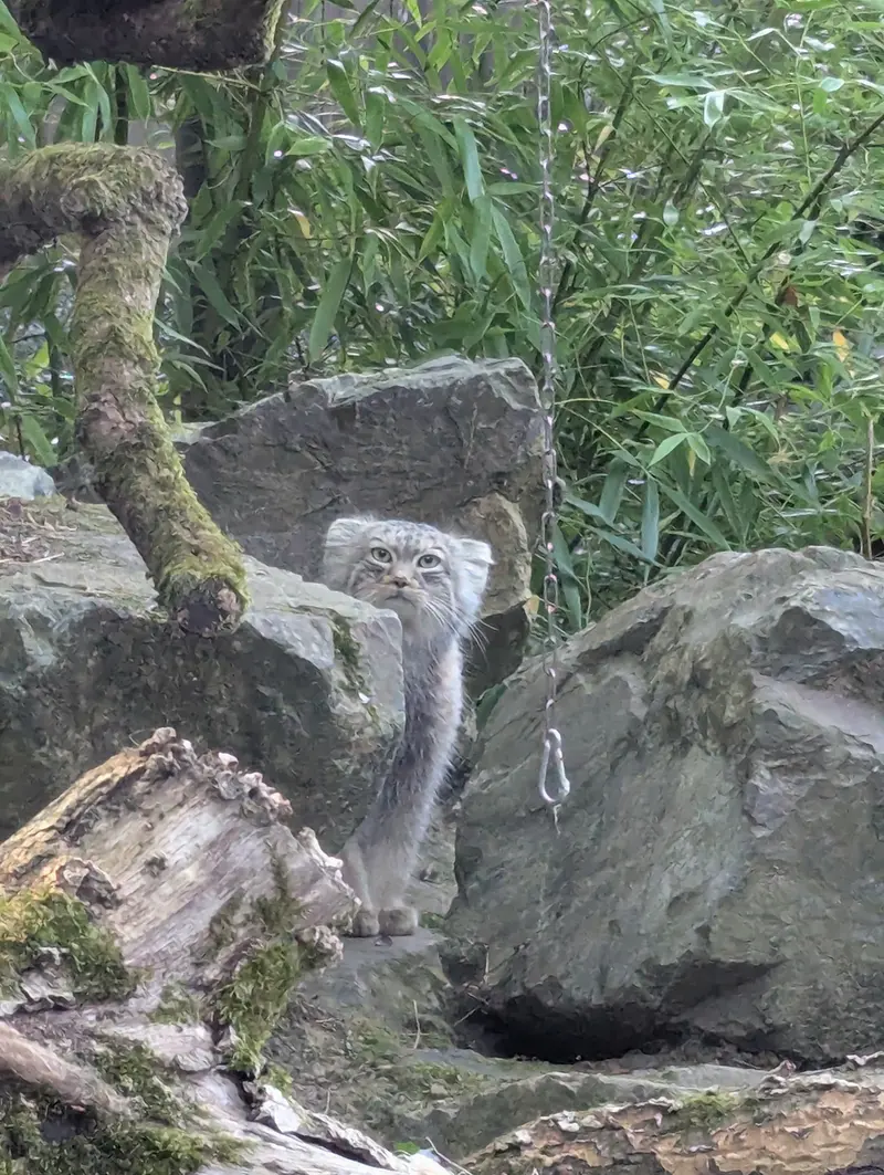トレゴムール動物園のアルタイの写真