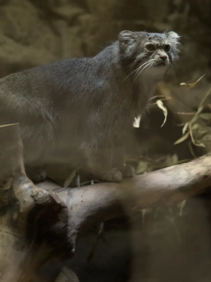 恩賜上野動物園のクリョンの写真