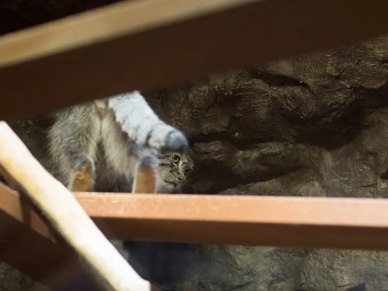 恩賜上野動物園のクリョンの写真