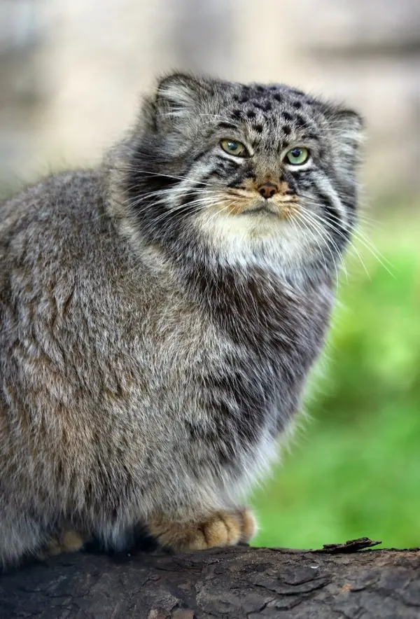モスクワ動物園のダーライの写真