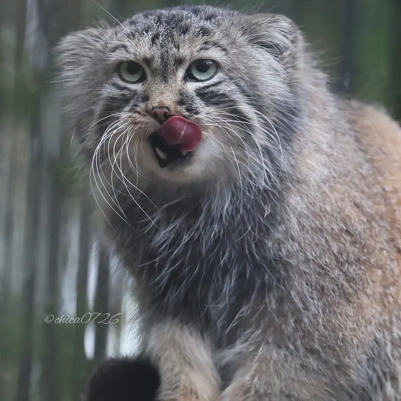 ノヴォシビルスク動物園のガビの写真