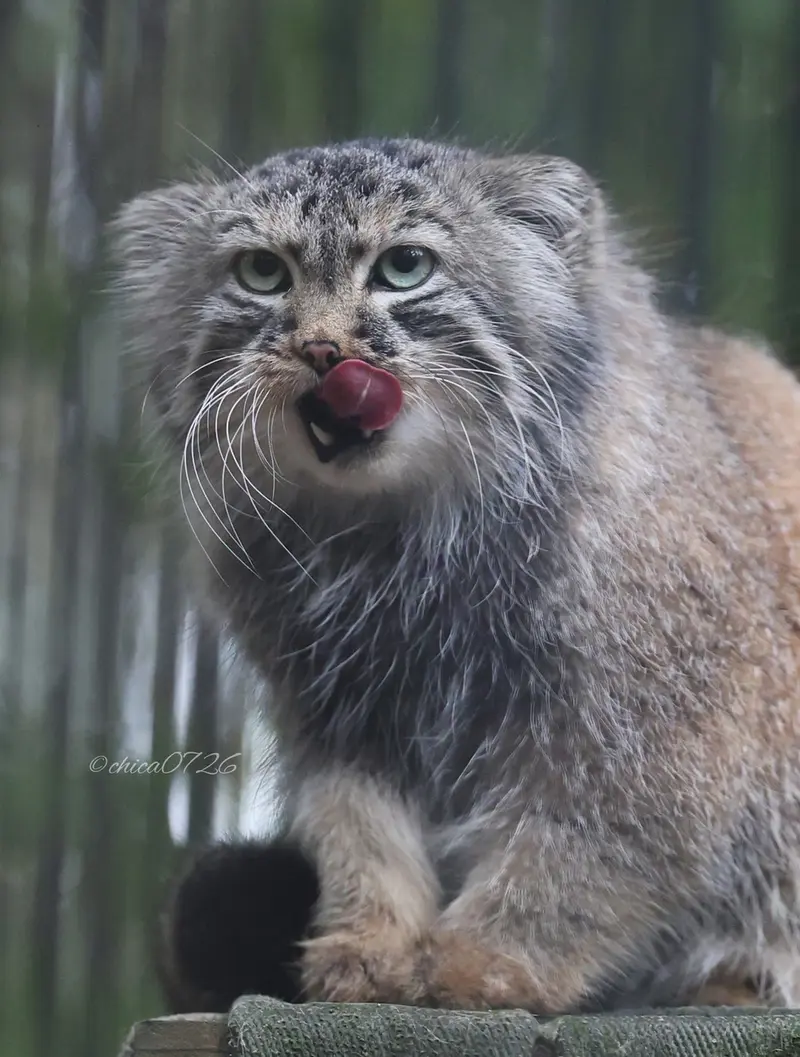 ノヴォシビルスク動物園のガビの写真