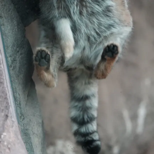 埼玉県こども動物自然公園のオトの写真