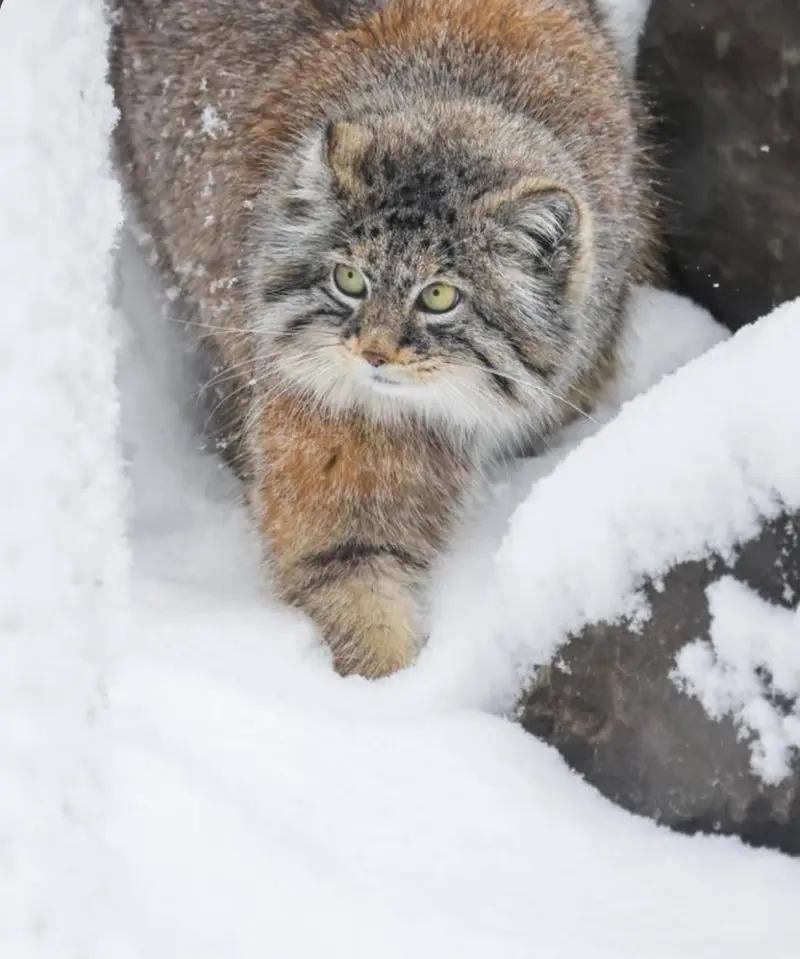 ペマの写真