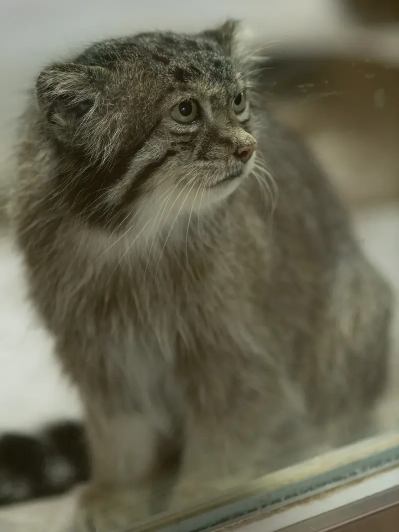 恩賜上野動物園のクリョンの写真
