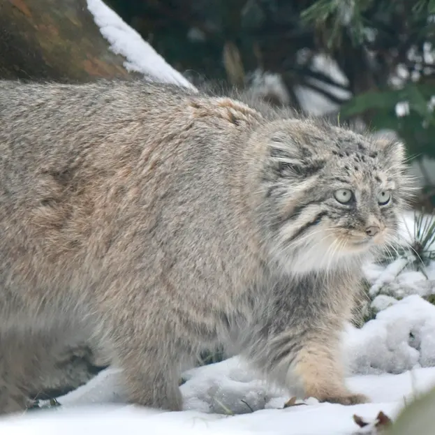 オペル動物園のフェイの写真