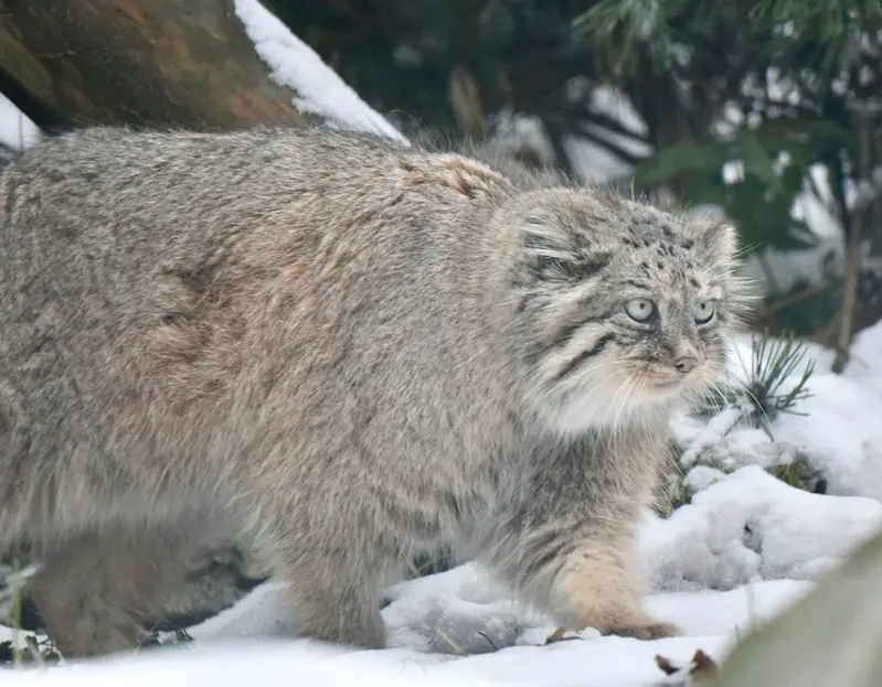 オペル動物園のフェイの写真