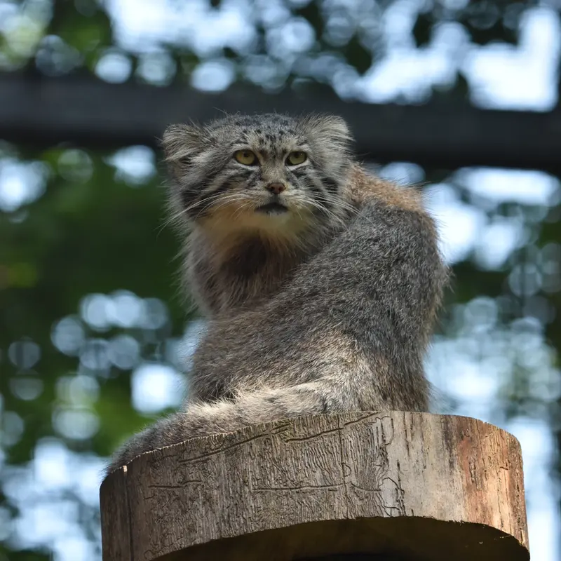 グダニスク動物園のマヌエルの写真