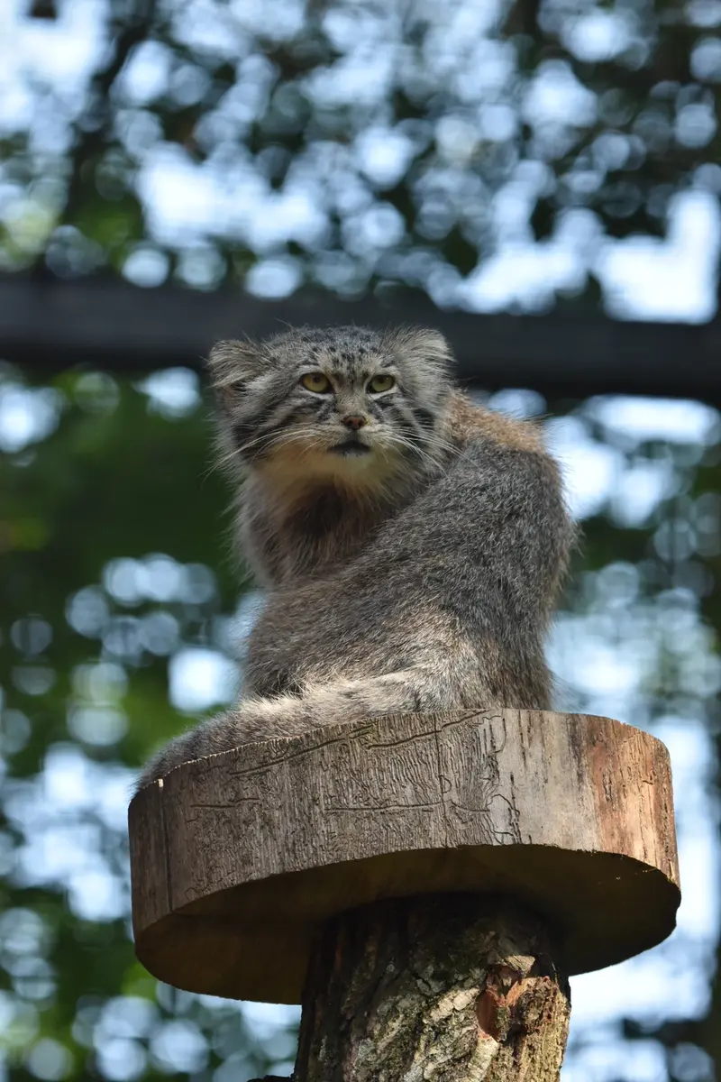 グダニスク動物園のマヌエルの写真