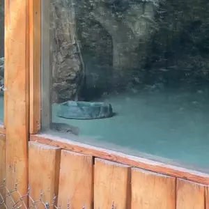 エレバン動物園のマヌルネコの写真