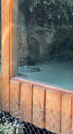 エレバン動物園のマヌルネコの写真