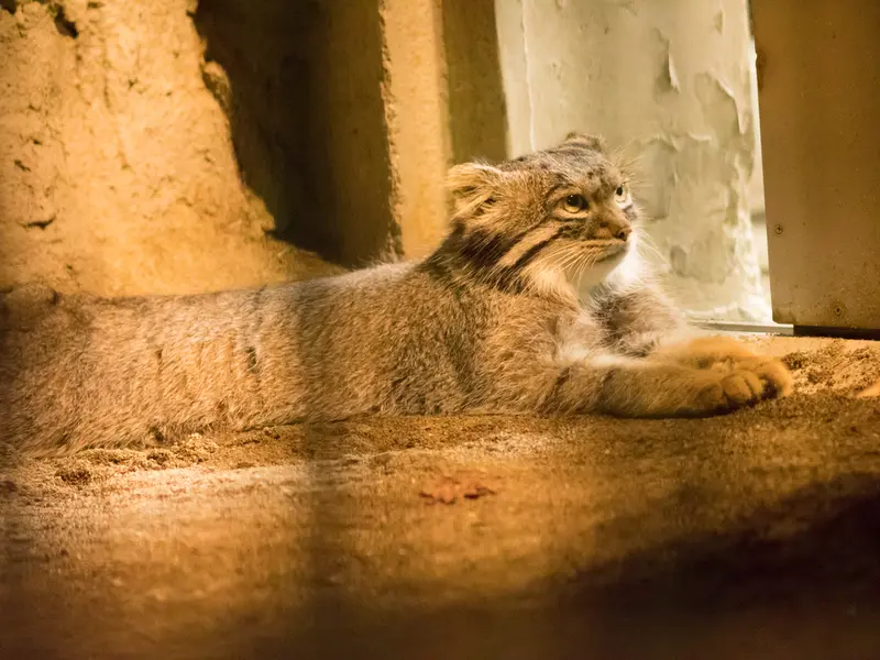 野毛山動物園のフィーガの写真