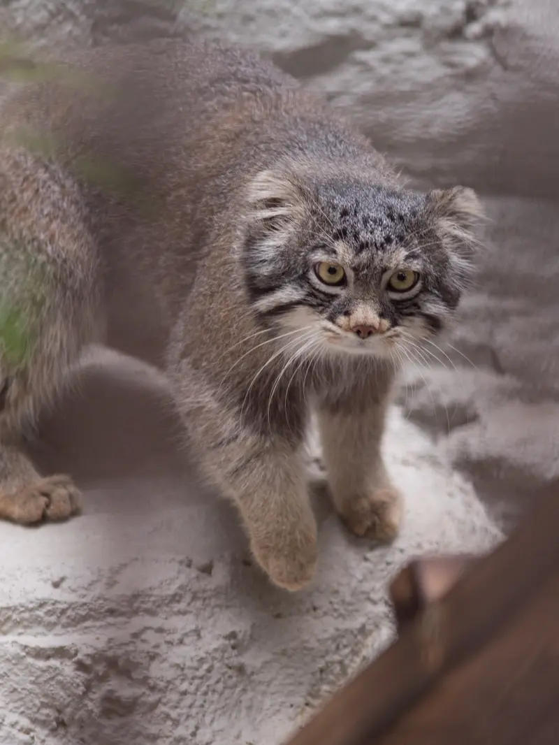 野毛山動物園のフィーガの写真