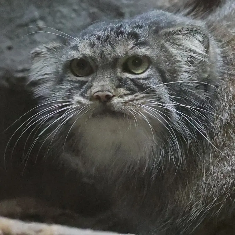 恩賜上野動物園のサフランの写真