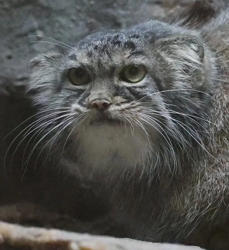 恩賜上野動物園のサフランの写真
