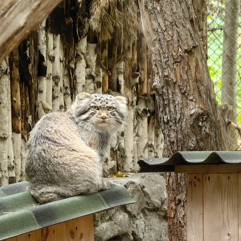 ノヴォシビルスク動物園のロロの息子 b.2026 Ⅱの写真