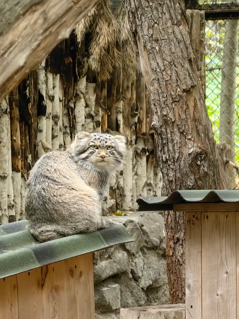 ノヴォシビルスク動物園のロロの息子 b.2026 Ⅱの写真