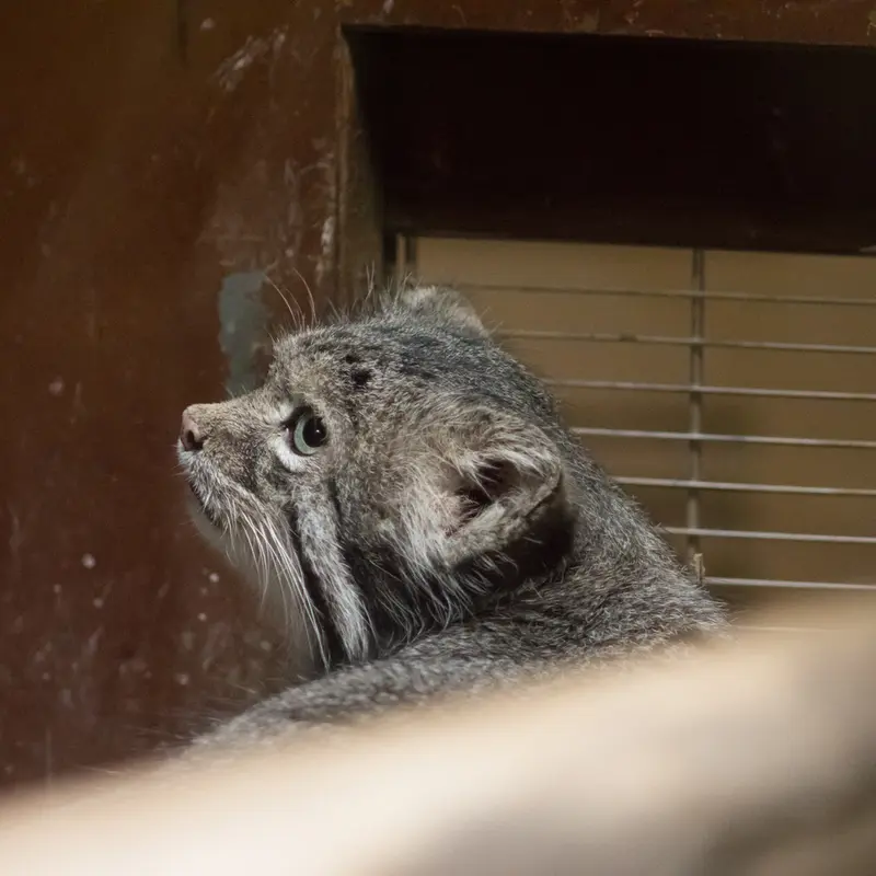 恩賜上野動物園のクリョンの写真