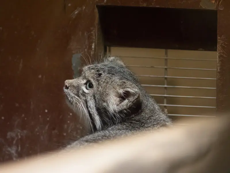 恩賜上野動物園のクリョンの写真