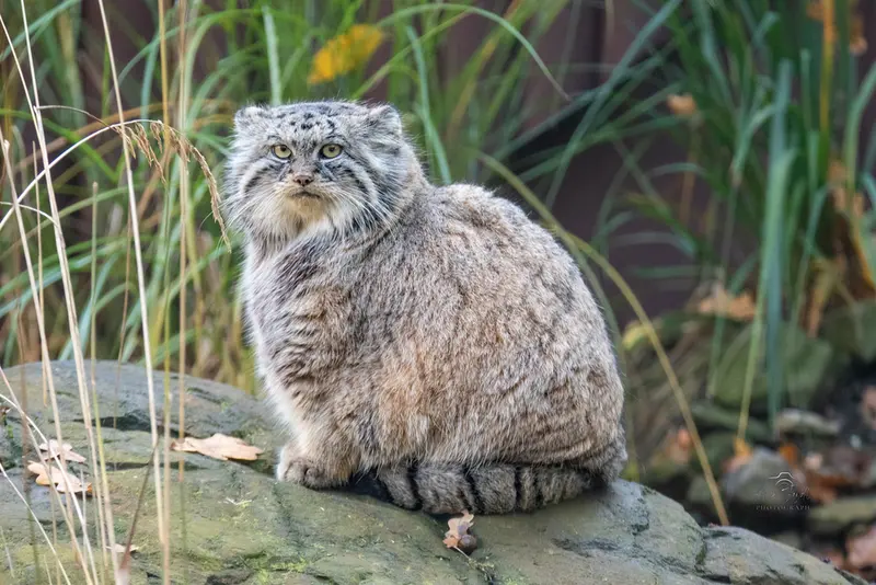 オストラヴァ動物園のモイラの写真
