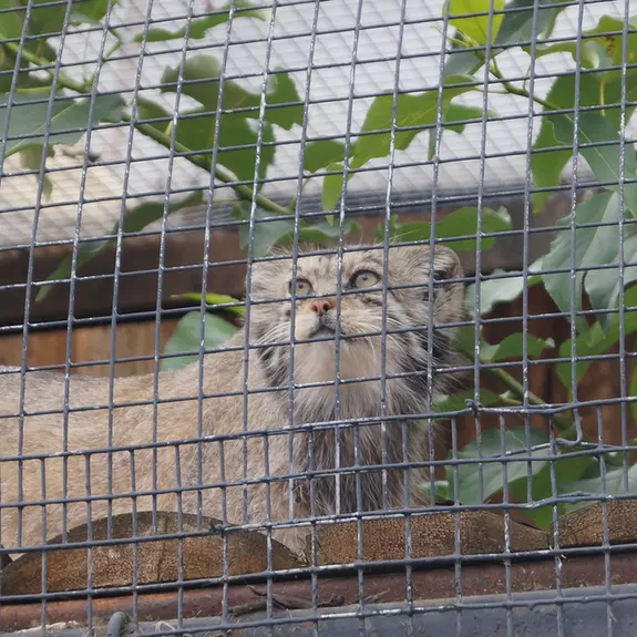 レニングラード動物園のナミカの写真